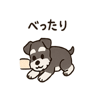 ずーっとラブ！ミニチュアシュナウザー（個別スタンプ：3）
