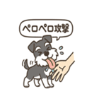 ずーっとラブ！ミニチュアシュナウザー（個別スタンプ：10）