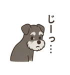 ずーっとラブ！ミニチュアシュナウザー（個別スタンプ：11）