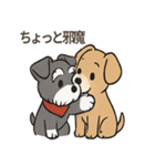 ずーっとラブ！ミニチュアシュナウザー（個別スタンプ：12）
