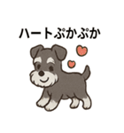 ずーっとラブ！ミニチュアシュナウザー（個別スタンプ：13）