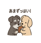 ずーっとラブ！ミニチュアシュナウザー（個別スタンプ：19）