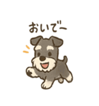 ずーっとラブ！ミニチュアシュナウザー（個別スタンプ：21）