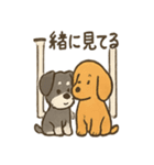 ずーっとラブ！ミニチュアシュナウザー（個別スタンプ：22）