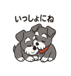 ずーっとラブ！ミニチュアシュナウザー（個別スタンプ：37）