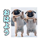 飛び出す★冬を感じるパグ犬_挨拶（個別スタンプ：1）