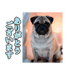 飛び出す★冬を感じるパグ犬_挨拶（個別スタンプ：4）