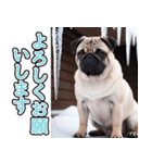 飛び出す★冬を感じるパグ犬_挨拶（個別スタンプ：5）