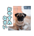 飛び出す★冬を感じるパグ犬_挨拶（個別スタンプ：8）