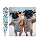 飛び出す★冬を感じるパグ犬_挨拶（個別スタンプ：11）