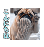 飛び出す★冬を感じるパグ犬_挨拶（個別スタンプ：13）