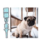 飛び出す★冬を感じるパグ犬_挨拶（個別スタンプ：18）