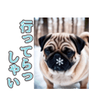 飛び出す★冬を感じるパグ犬_挨拶（個別スタンプ：19）