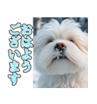 飛び出す★冬を感じるマルチーズ_挨拶（個別スタンプ：2）