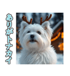飛び出す★冬を感じるマルチーズ_挨拶（個別スタンプ：3）