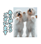 飛び出す★冬を感じるマルチーズ_挨拶（個別スタンプ：4）
