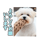 飛び出す★冬を感じるマルチーズ_挨拶（個別スタンプ：5）