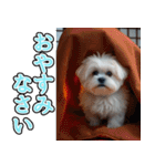 飛び出す★冬を感じるマルチーズ_挨拶（個別スタンプ：8）