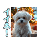 飛び出す★冬を感じるマルチーズ_挨拶（個別スタンプ：12）