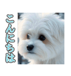 飛び出す★冬を感じるマルチーズ_挨拶（個別スタンプ：13）