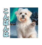 飛び出す★冬を感じるマルチーズ_挨拶（個別スタンプ：14）