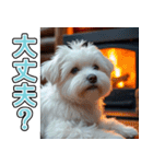 飛び出す★冬を感じるマルチーズ_挨拶（個別スタンプ：15）