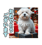 飛び出す★冬を感じるマルチーズ_挨拶（個別スタンプ：16）
