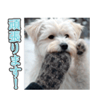 飛び出す★冬を感じるマルチーズ_挨拶（個別スタンプ：18）