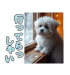 飛び出す★冬を感じるマルチーズ_挨拶（個別スタンプ：19）