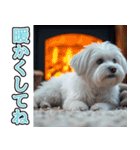 飛び出す★冬を感じるマルチーズ_挨拶（個別スタンプ：21）