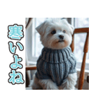 飛び出す★冬を感じるマルチーズ_挨拶（個別スタンプ：22）