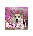 かわいいコーギーのスタンプだよ（個別スタンプ：1）