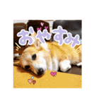かわいいコーギーのスタンプだよ（個別スタンプ：2）