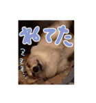 かわいいコーギーのスタンプだよ（個別スタンプ：3）