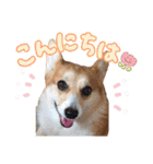 かわいいコーギーのスタンプだよ（個別スタンプ：4）