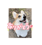 かわいいコーギーのスタンプだよ（個別スタンプ：5）