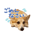 かわいいコーギーのスタンプだよ（個別スタンプ：6）