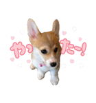 かわいいコーギーのスタンプだよ（個別スタンプ：7）