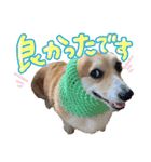 かわいいコーギーのスタンプだよ（個別スタンプ：8）