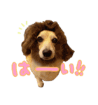 かわいいコーギーのスタンプだよ（個別スタンプ：10）