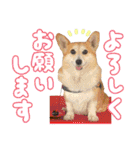 かわいいコーギーのスタンプだよ（個別スタンプ：11）