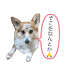 かわいいコーギーのスタンプだよ（個別スタンプ：12）