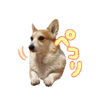 かわいいコーギーのスタンプだよ（個別スタンプ：13）