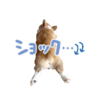 かわいいコーギーのスタンプだよ（個別スタンプ：14）