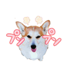 かわいいコーギーのスタンプだよ（個別スタンプ：15）