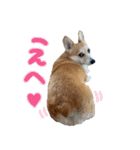 かわいいコーギーのスタンプだよ（個別スタンプ：16）