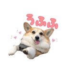かわいいコーギーのスタンプだよ（個別スタンプ：17）