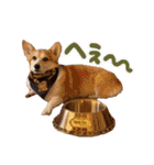 かわいいコーギーのスタンプだよ（個別スタンプ：18）