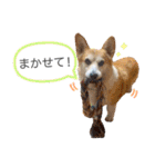 かわいいコーギーのスタンプだよ（個別スタンプ：19）
