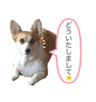 かわいいコーギーのスタンプだよ（個別スタンプ：20）